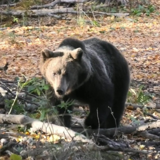 ursus arctos arctos♀/medvedica/brown bear approaching