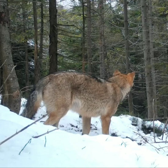 canis lupus/vlk/wolf