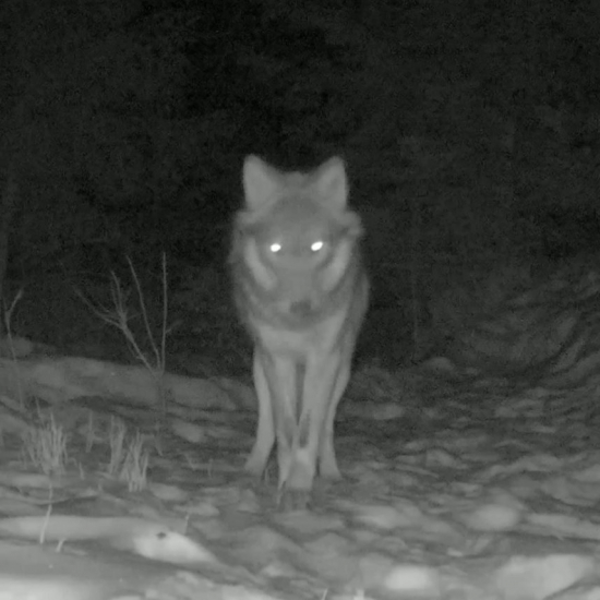 canis lupus/3 členná vlčia svorka/wolves