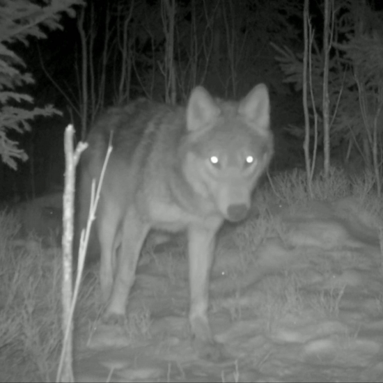 canis lupus/vlk/wolf