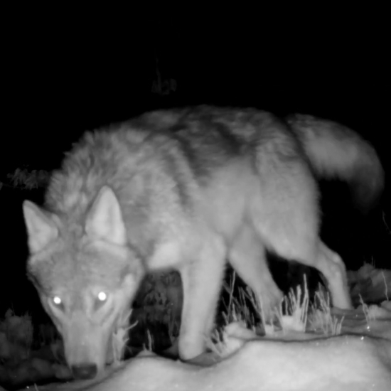 vlk vyplašil jeleňa/canis lupus/wolf