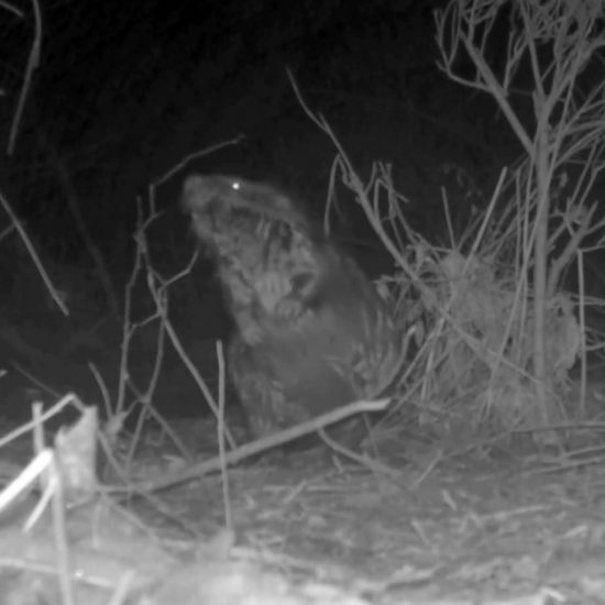 castor fiber/bobor v zime/beaver