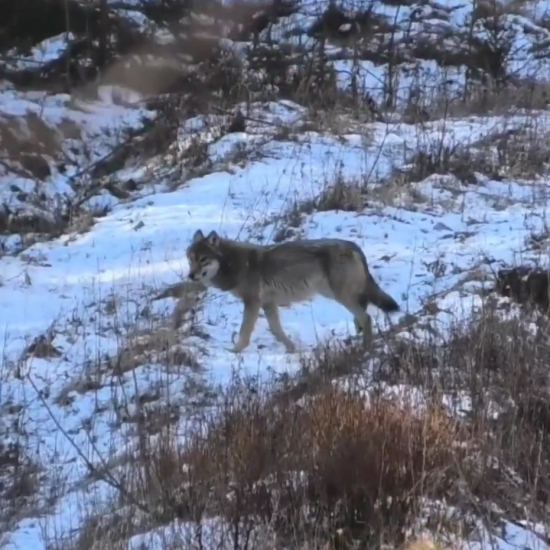 vlk na zvážnici/canis lupus/grey wolf