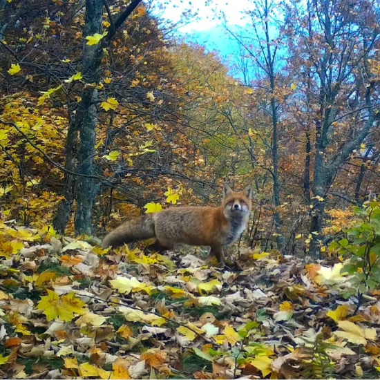 jeseň hrá farbami/vulpes vulpes