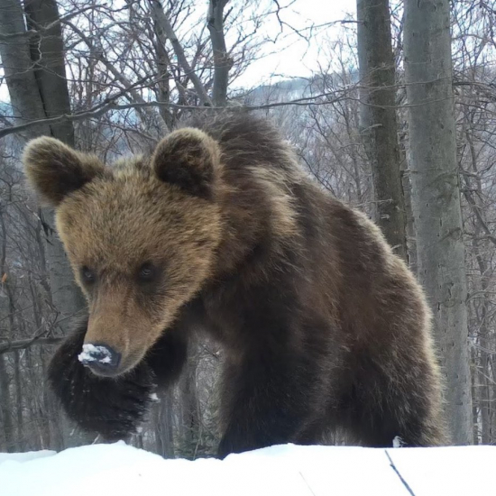 turista/ursus arctos arctos ♀ /brown bear