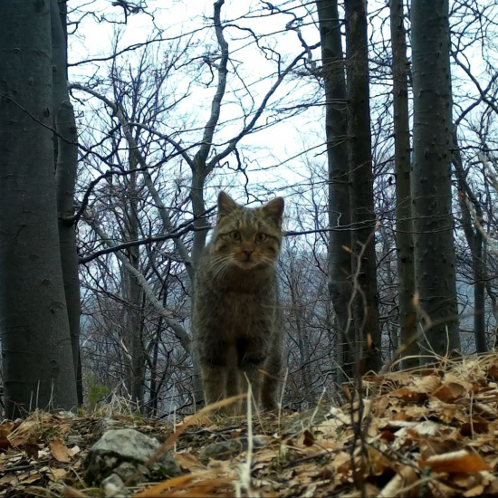 felis silvestris/mačka divá