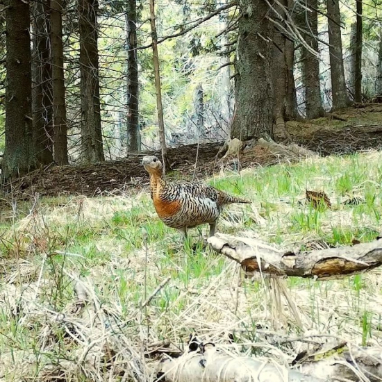 sliepka/tetrao urogallus ♀