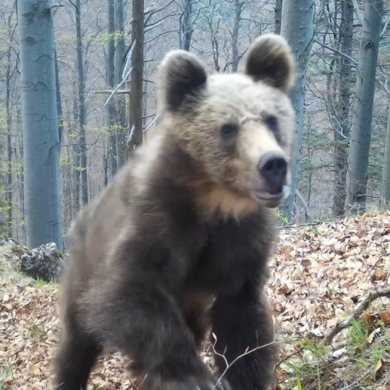 rozbehnutá do svahu/ursus arctos arctos ♀ /brown bear
