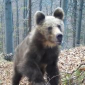 rozbehnutá do svahu/ursus arctos arctos ♀ /brown bear