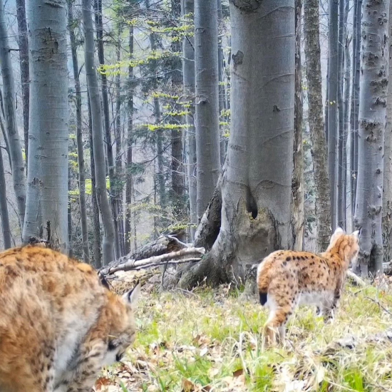 rysíčatá,súrodenci/eurasian lynx