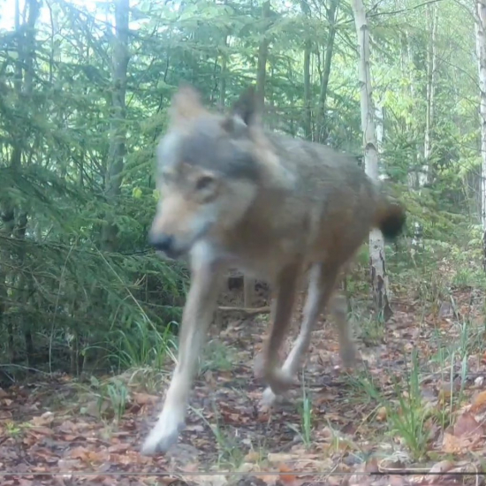 vlky, alfa pár/canis lupus