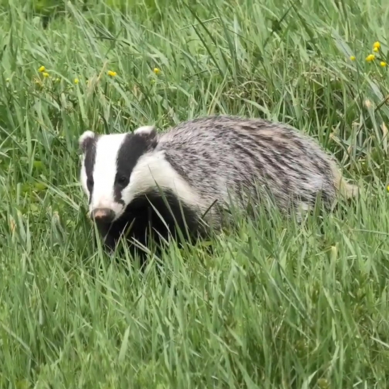 meles meles/jazvec/badger