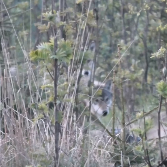 vlčia svorka zblízka 7 jedincov/canis lupus/gray wolves