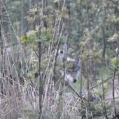 vlčia svorka zblízka 7 jedincov/canis lupus/gray wolves