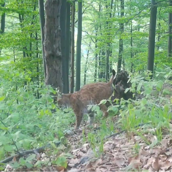 rys ostrovid značkuje peň/lynx lynx carpathicus