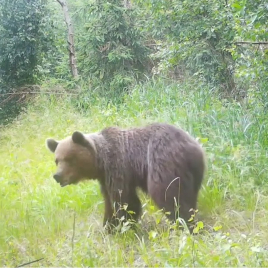 medvede/ursus arctos arctos/brown bears ♀+♂