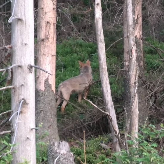 vlčia svorka zblízka 7 jedincov/canis lupus/gray wolves