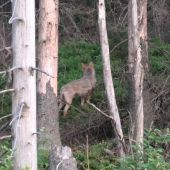 vlčia svorka zblízka 7 jedincov/canis lupus/gray wolves