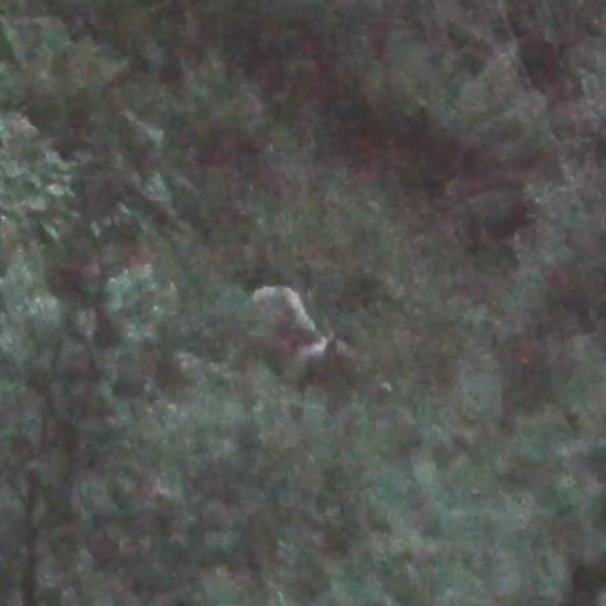 medvedica,biely golier/ursus arctos arctos♀