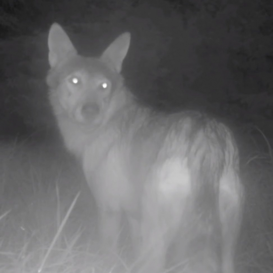 zmoknuté vlky/canis lupus