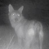 zmoknuté vlky/canis lupus
