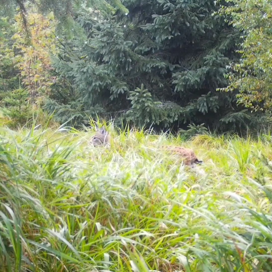 rys ostrovid/eurasian lynx