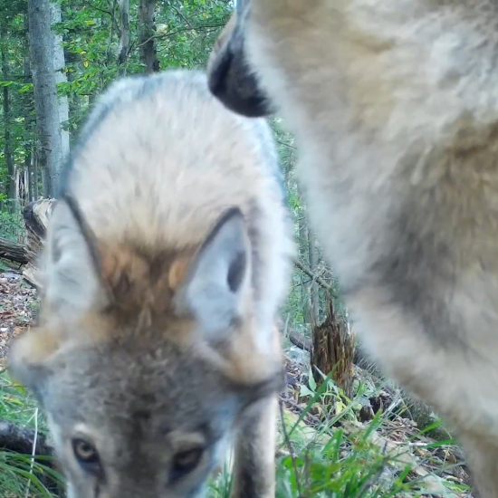 7 členná vlčia svorka/canis lupus/gray wolves/stado wilków