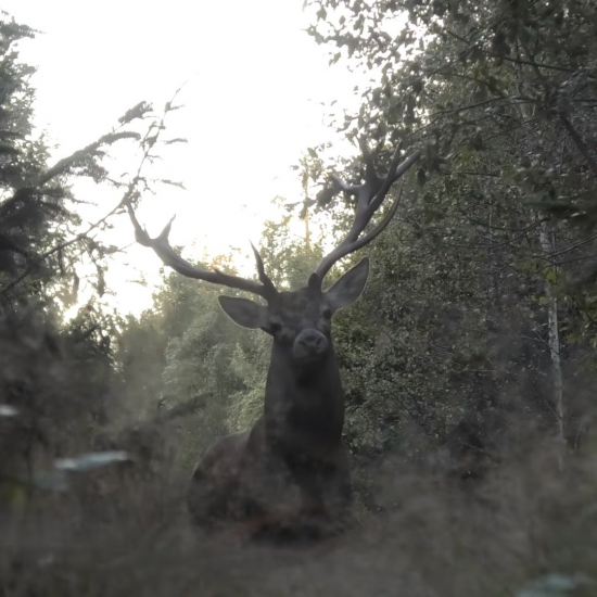 jeleň zblízka/cervus elaphus