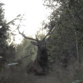 jeleň zblízka/cervus elaphus