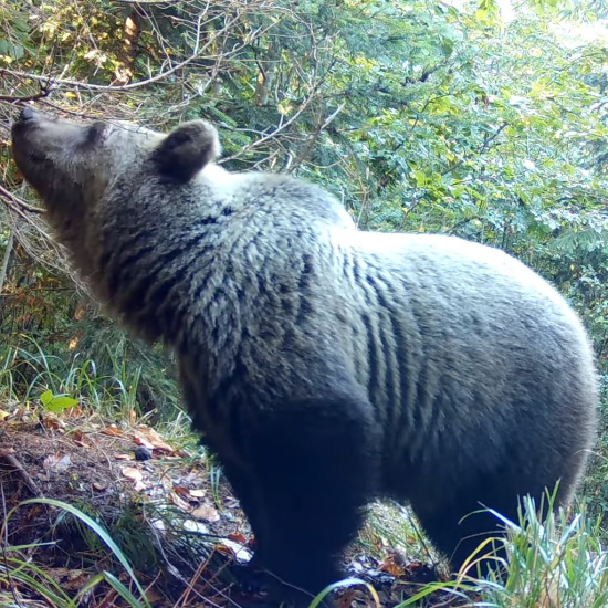 medvedica okusuje kameru & vlčí pár/ursus arctos arctos♀/canis lupus/brown bear/gra