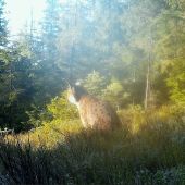 rysy/eurasian lynx