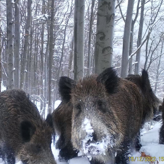 diviaky sa brodia snehmi/sus scrofa/wild boars