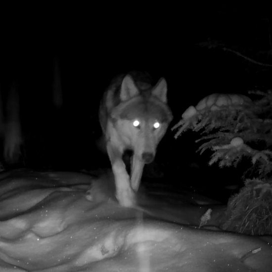 11 členná vlčia svorka v pohybe/canis lupus/gray wolves in movement