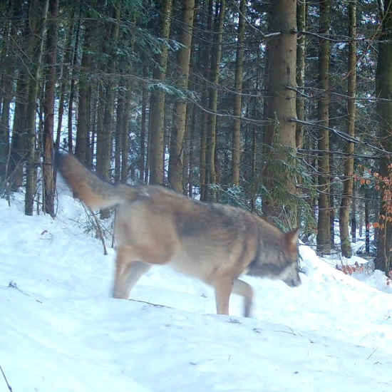 zima,vlky/canis lupus/gray wolves