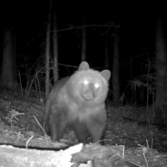 medveď/brown bear/ursus arctos arctos ♂