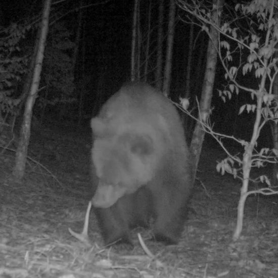 medveď skúma jelení paroh/ursus arctos arctos ♂ /brown bear examines a deer's antle