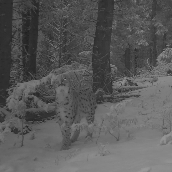 rys & vlk skúmajú pachovú stopu/lynx lynx/canis lupus/lynx & wolf examines the scen