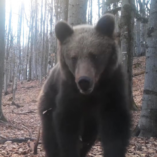medveď a jazvec objavili jelenie parohy/ursus arctos arctos & meles meles