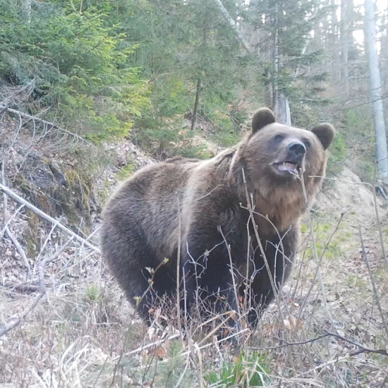 medveď & veverica /ursus arctos arctos ♂/ brown bear and squirrel