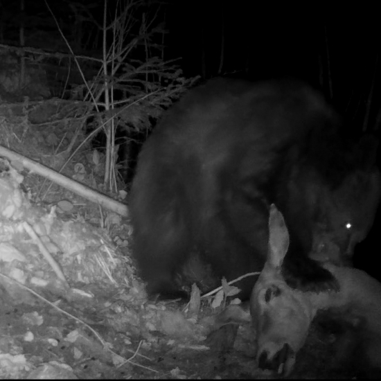 vlk & medveď zrecyklovali gravidnú laň/ wolf & brown bear recycled a pregnant doe