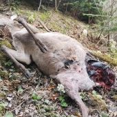 vlk & medveď zrecyklovali gravidnú laň/ wolf & brown bear recycled a pregnant doe