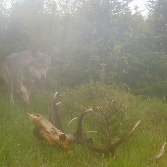vlky, zrecyklovaný jeleň/canis lupus/gray wolves