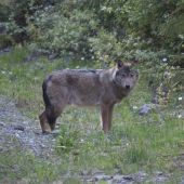 stretnutie s vlkmi, 7 členná vlčia svorka zblízka/canis lupus/meeting gray wolves