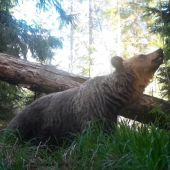 medvedica/ ursus arctos arctos ♀ / brown bear