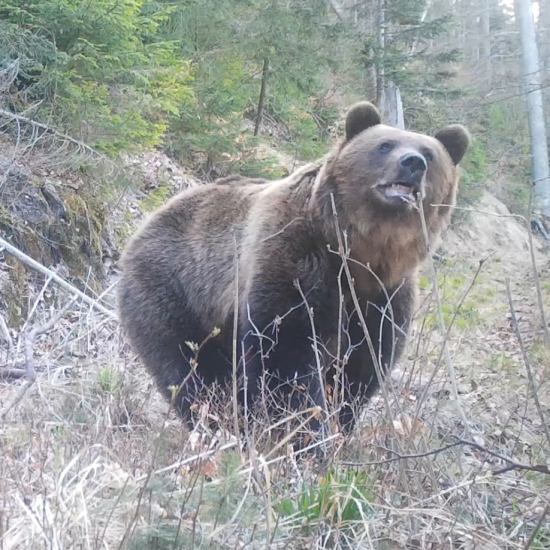 medvedí samec na jar / ursus arctos arctos ♂ / big male brown bear