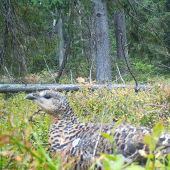 sliepka hlucháňa / 2 jedince / tetrao urogallus ♀