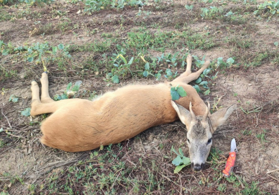 Ulovenie srnca I.vt na 300m