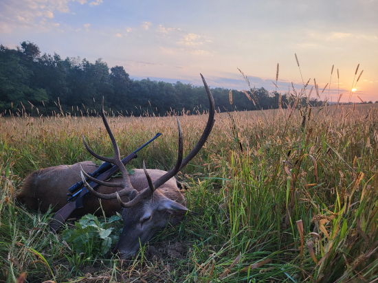 Ulovenia jeleňa II.VT (nadočnicový osmorák)