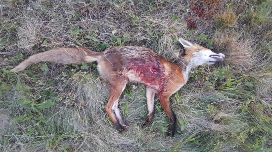 Húževnatá ryšavka