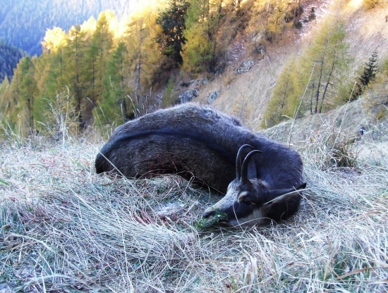 polovačka na kamzíka